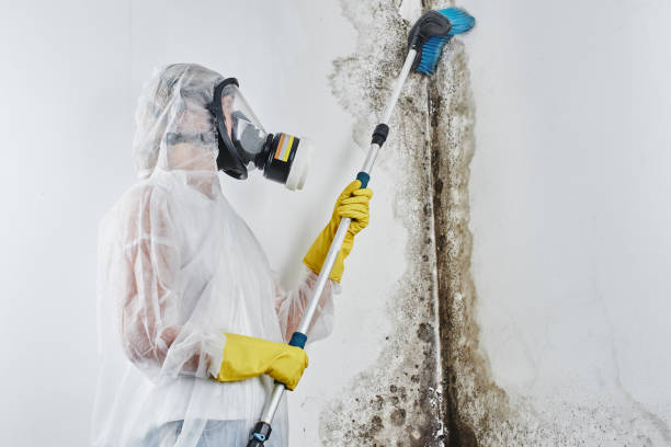 Why You Should Choose Our Mold Remediation Services in Dardenne Prairie, MO